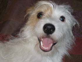 small brown and white terrier