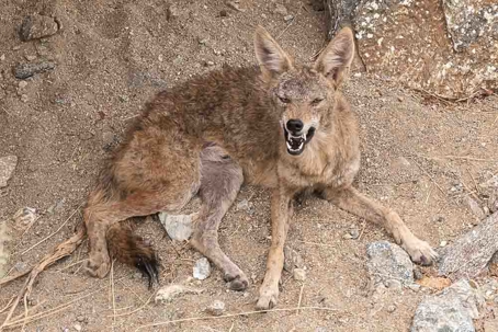 Beware of Lawyers Who Advertise "Aggressive Divorce"!